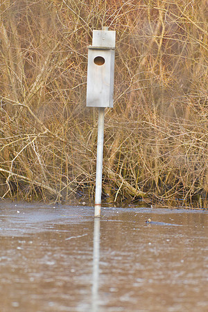Duck Pond-3810