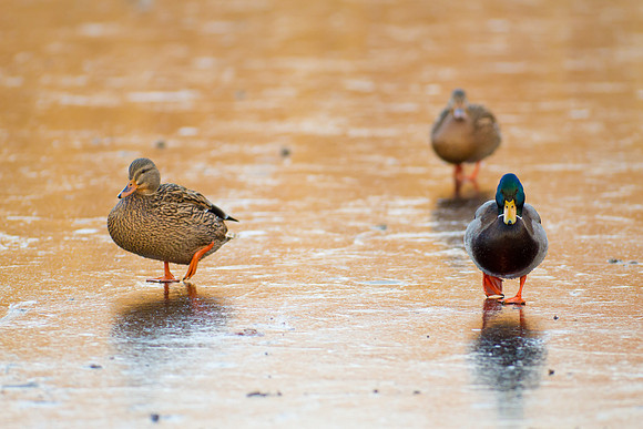 Duck Pond-3710