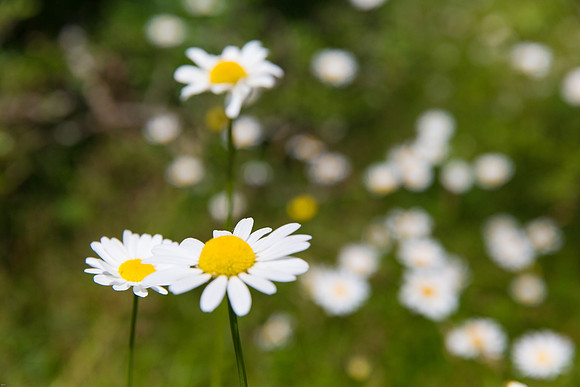 Campbell Valley Park-2159