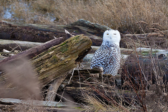 Snowy-Owls-January-25-2011-6677 copy