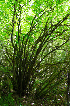Campbell Valley Park-2151