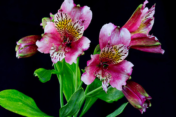 Macro-7924 copy