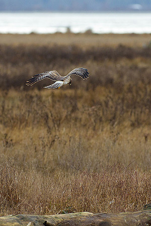 Snowy-Owls-January-25-2011-6109 copy