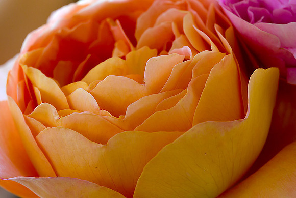 Macro-7941 copy