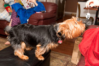 Christmas 2015-7347