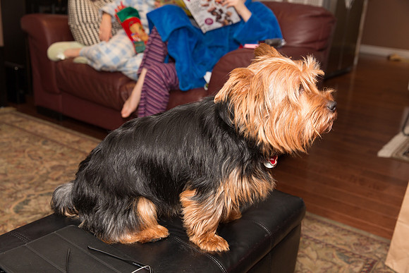 Christmas 2015-7346