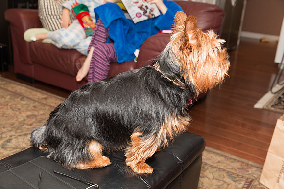 Christmas 2015-7345
