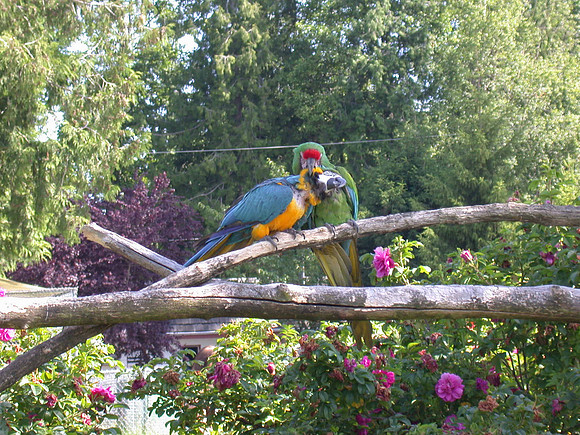 Blue and Green Parrots