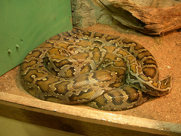 Boa Constrictor