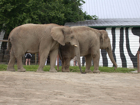 Elephants
