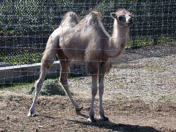 Camel