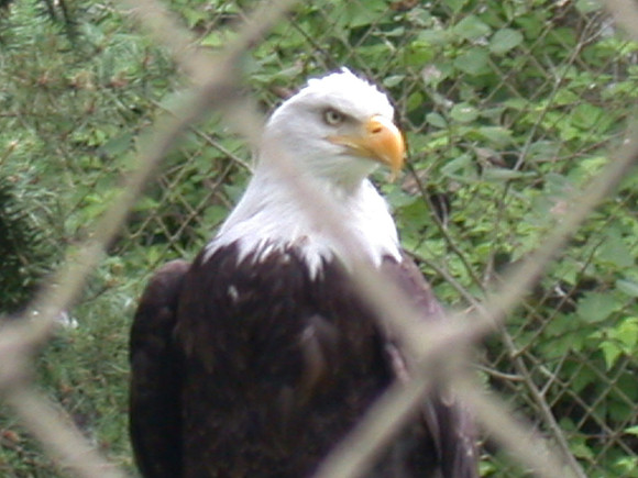 Eagle through the fence