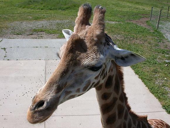 Giraffe up close