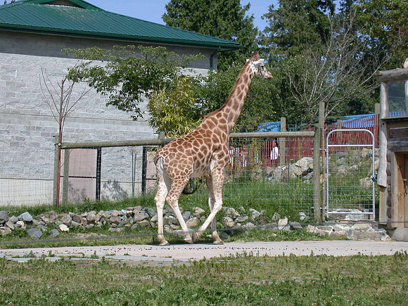 Giraffe