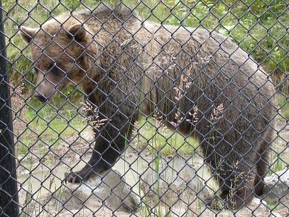 Grizzly Bear