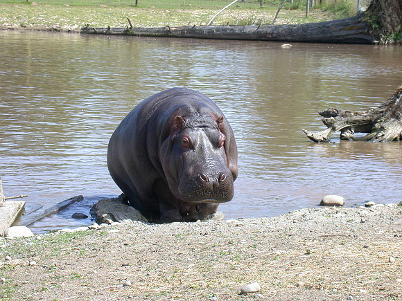 Hippo coming out of the water