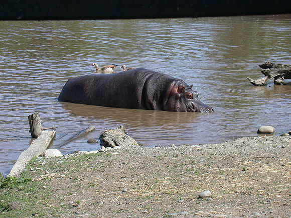 Hippo in the water