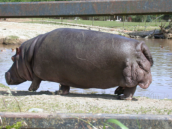 Hippo walking