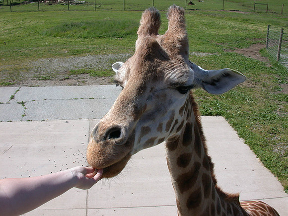 Hand feeding a giraffe