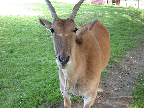 Impala