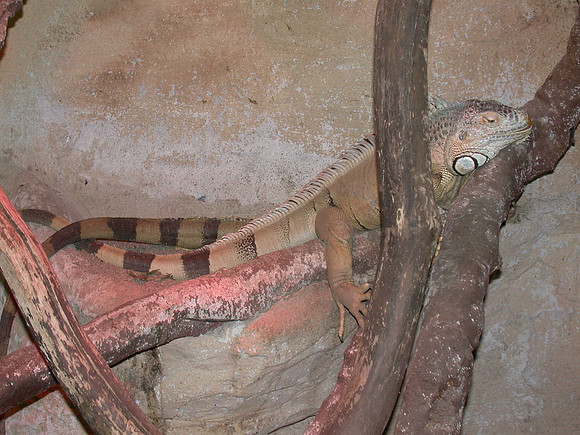 Lizard