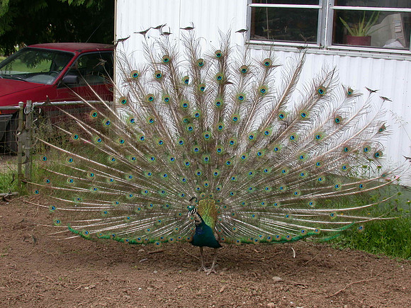 Peacock