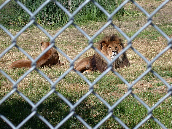 Two lions thru a fence