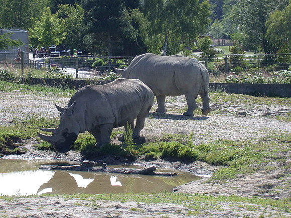 Two Rhinos