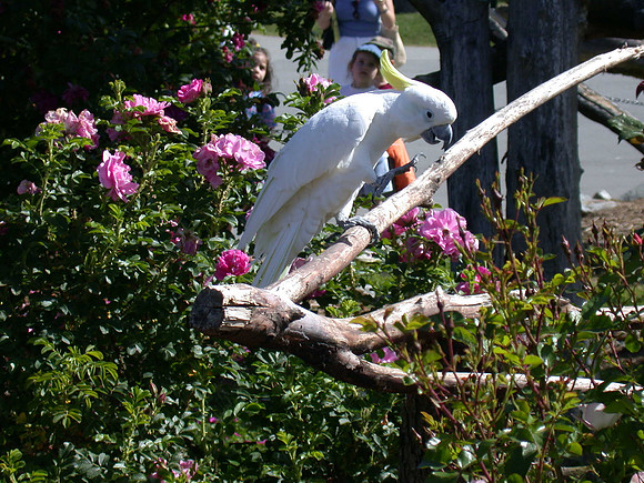 White Parrrot