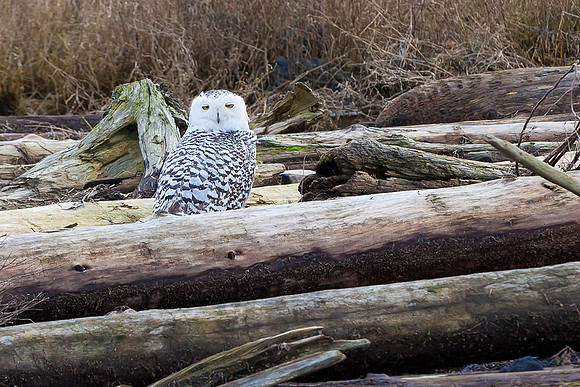 Snowy-Owls-January-25-2011-6622 copy