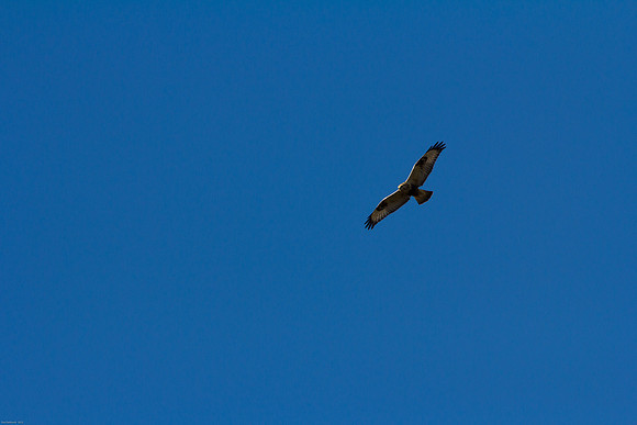 Ducks Unlimited November 2012 - Doug's Photos-8102
