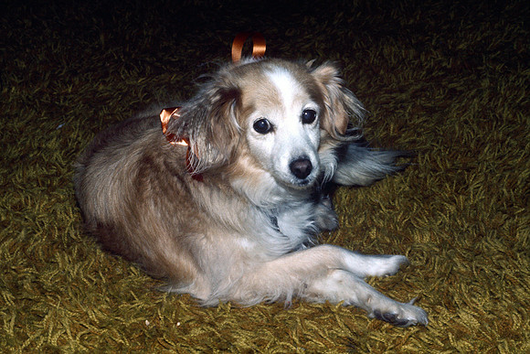 Christmas 1975 - Koko 2