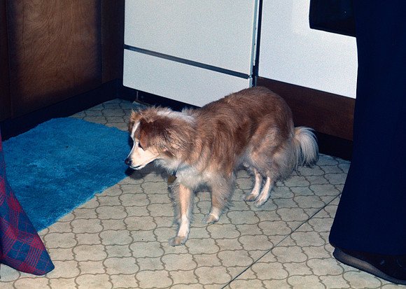 Christmas 1975 - Koko