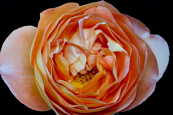 Macro-7923 copy