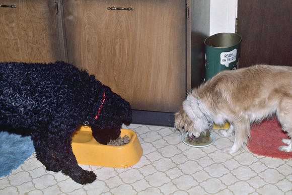 Christmas 1975 - Duster And Koko 2