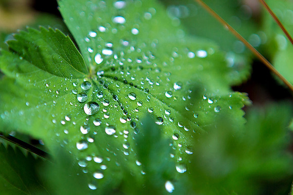 Macro-7910 copy
