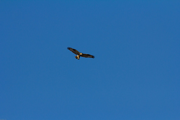 Ducks Unlimited November 2012 - Doug's Photos-8099