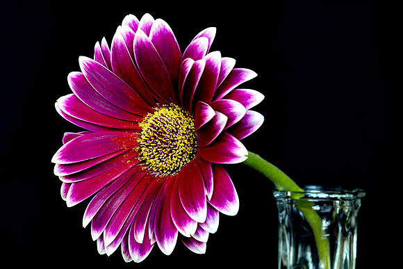 Macro-7920 copy