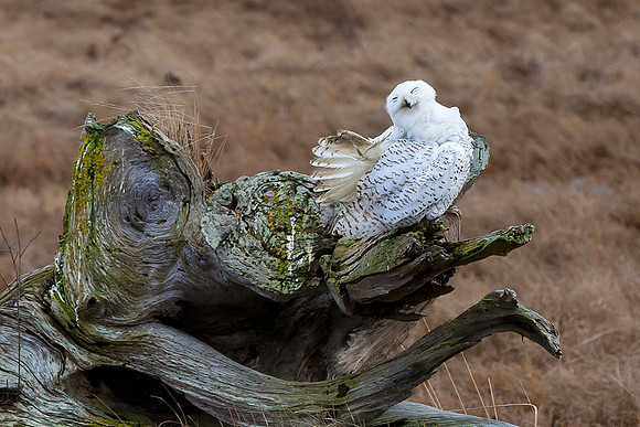 Snowy-Owls-January-25-2011-6555 copy