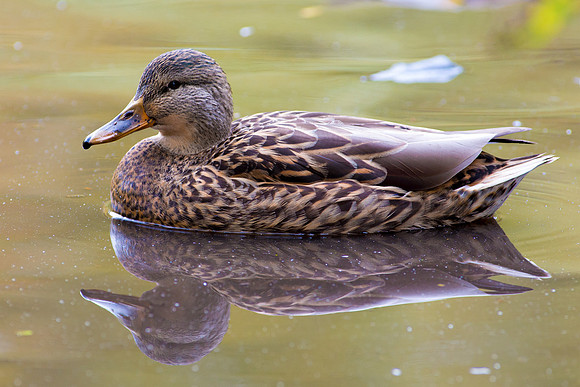 Duck Pond-9127