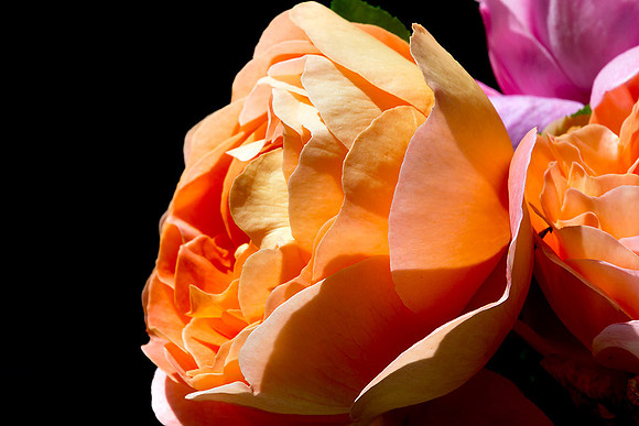 Macro-7932 copy