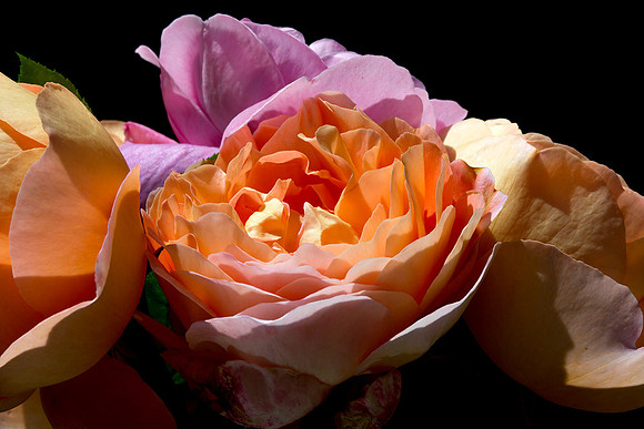 Macro-7928 copy
