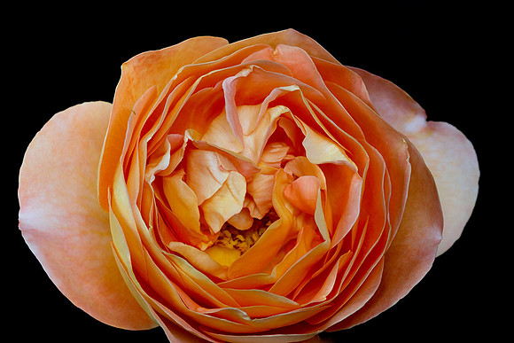 Macro-7921 copy