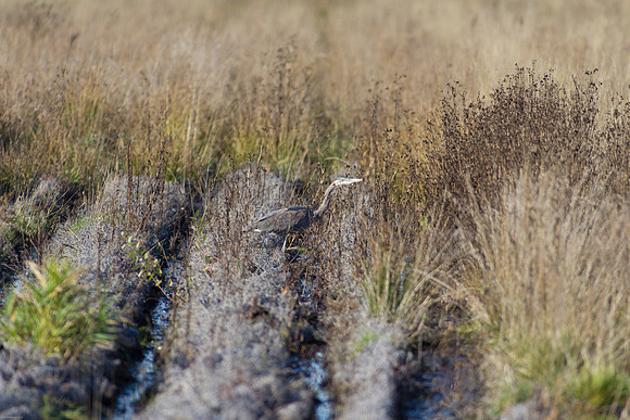 Ducks Unlimited November 2012 - Doug's Photos-8092