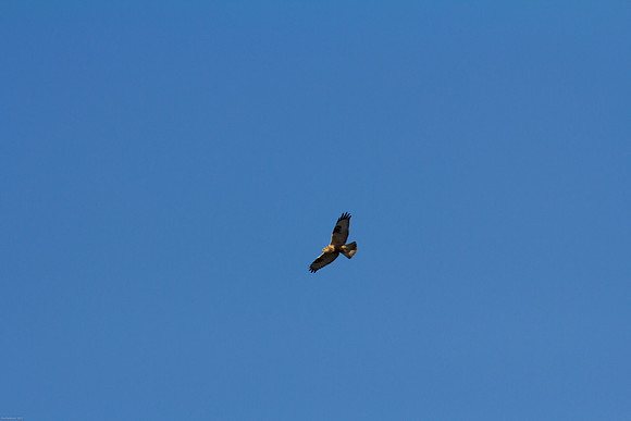 Ducks Unlimited November 2012 - Doug's Photos-8097