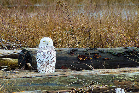 Snowy-Owls-January-25-2011-6127 copy