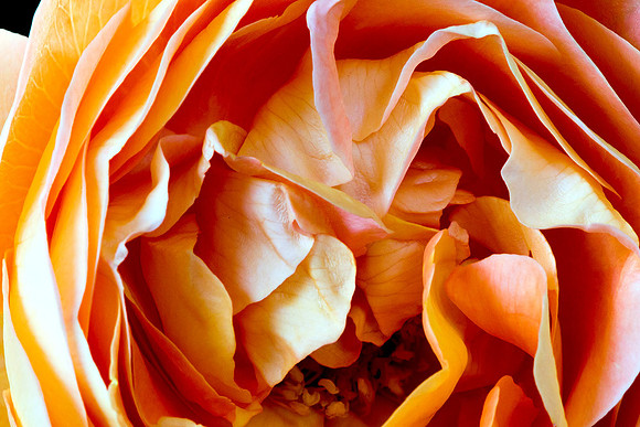Macro-7922 copy