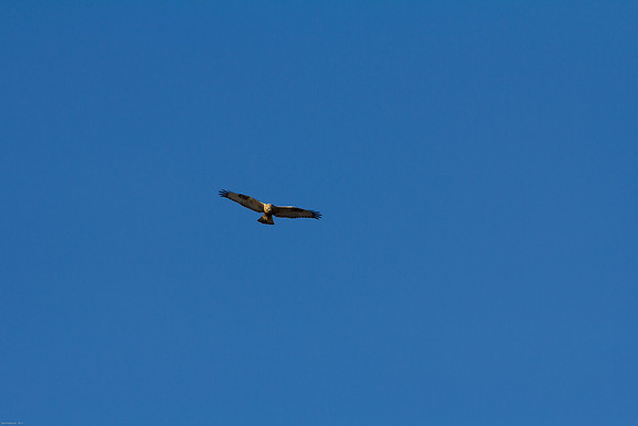 Ducks Unlimited November 2012 - Doug's Photos-8098
