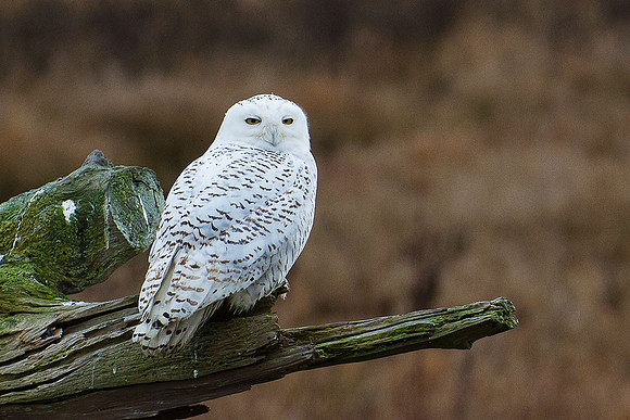 Snowy-Owls-January-25-2011-6025 copy