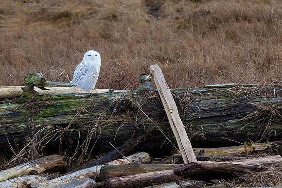 Snowy-Owls-January-25-2011-6563 copy
